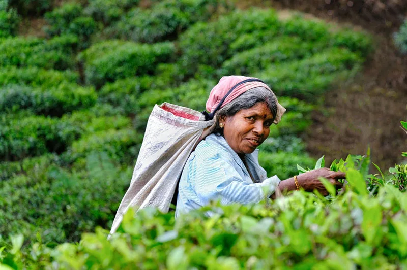 Haputale Tea Plantations - Scenic Hill Country Tea Estates